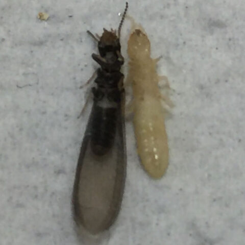 two flies
