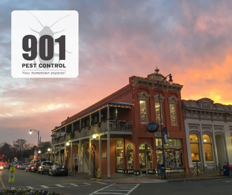 901 pest control