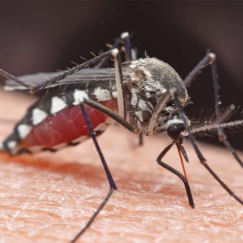 mosquito on skin