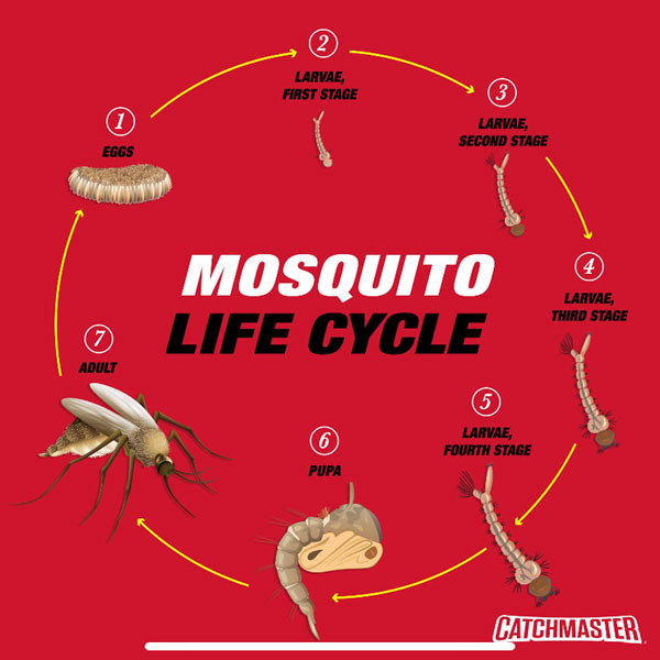 mosquito life cycle