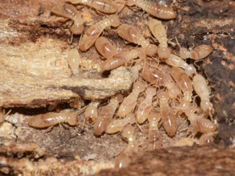 termites