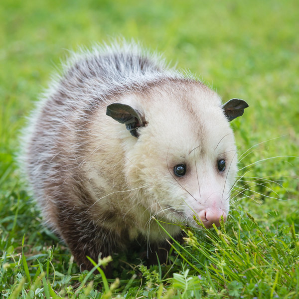 possum