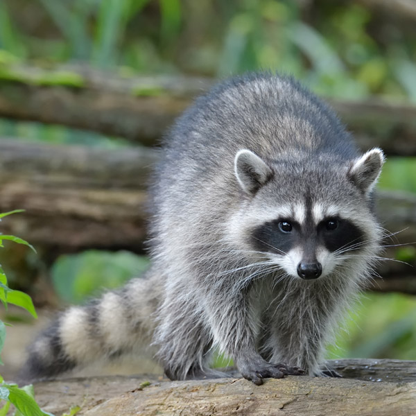 raccoon