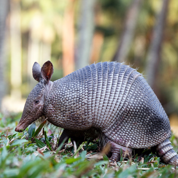 armadillo