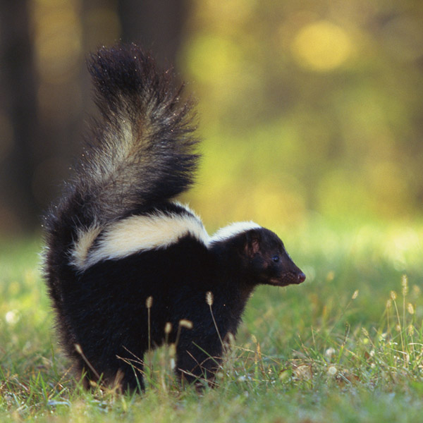 skunk