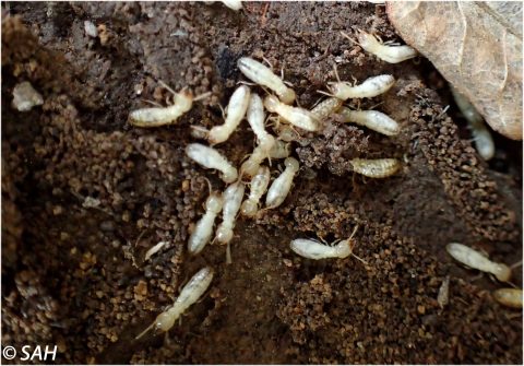 Termites