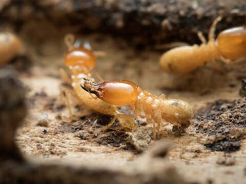 termites