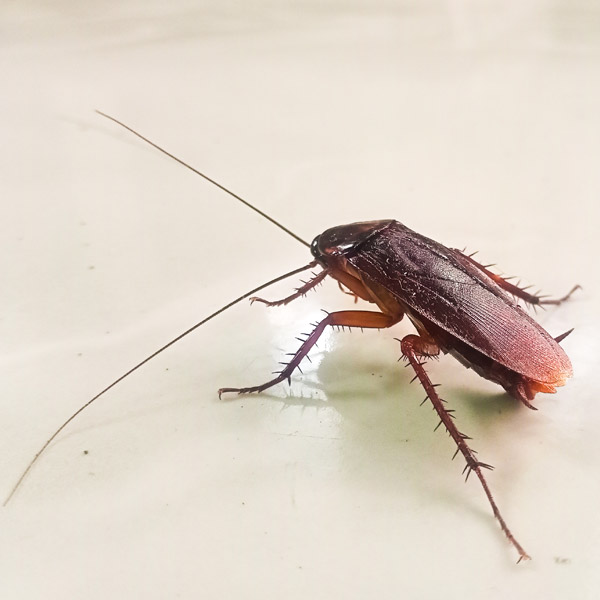 cockroach