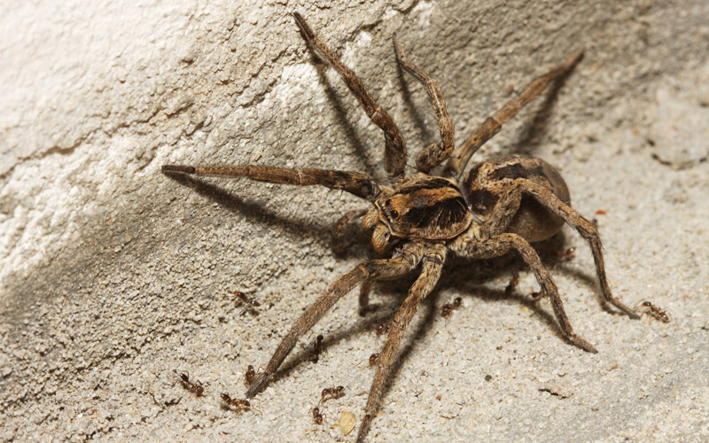 wolf spider