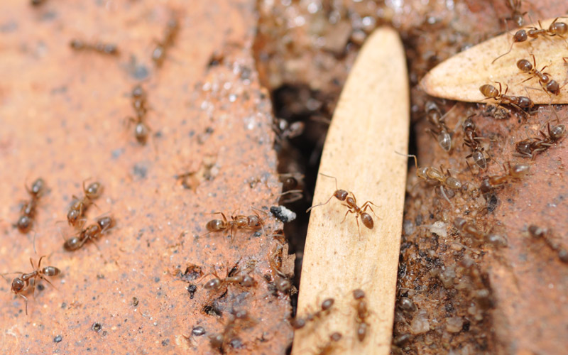 argentine ants