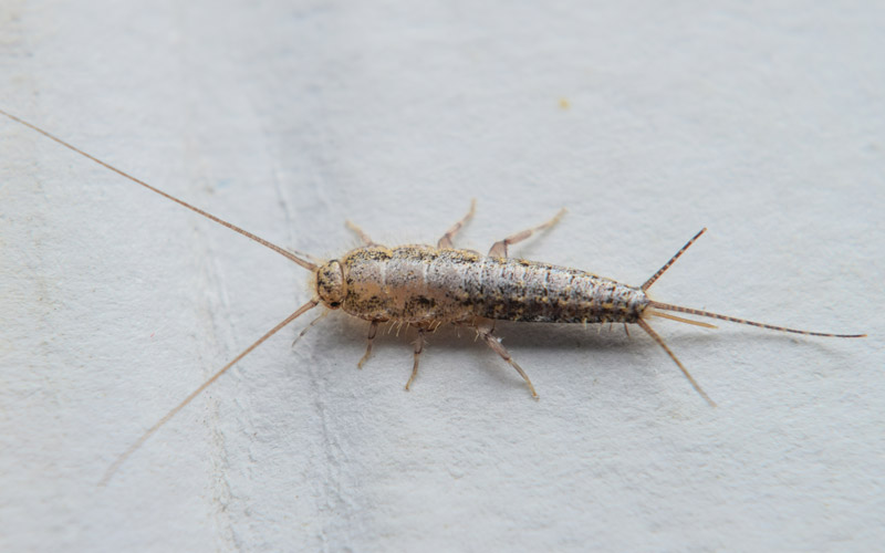 silverfish