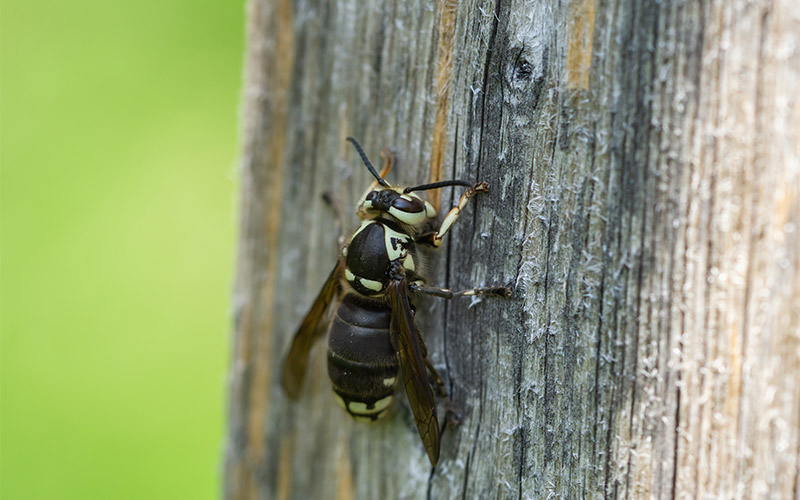 bald faced hornet