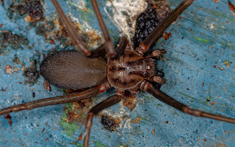 brown recluse