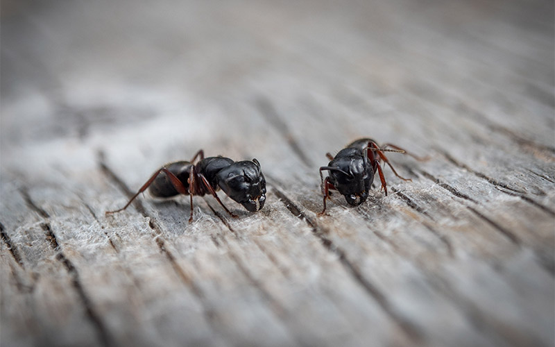 carpenter ants