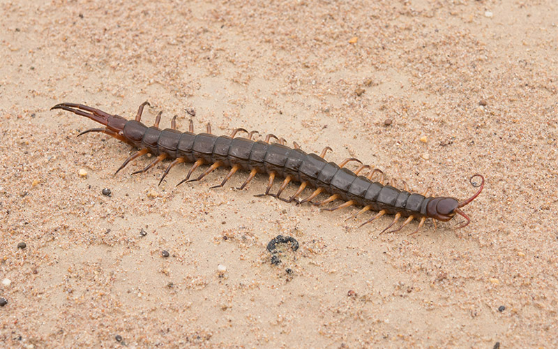 centipede