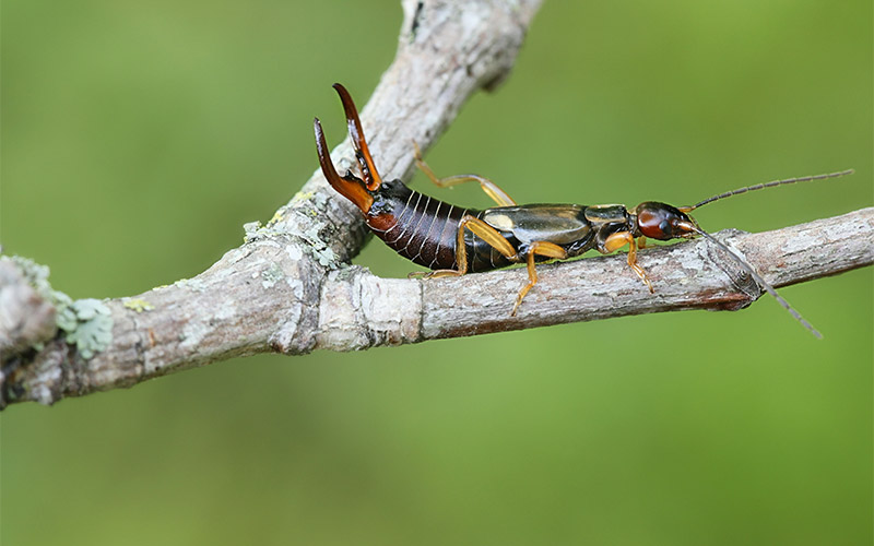 earwig