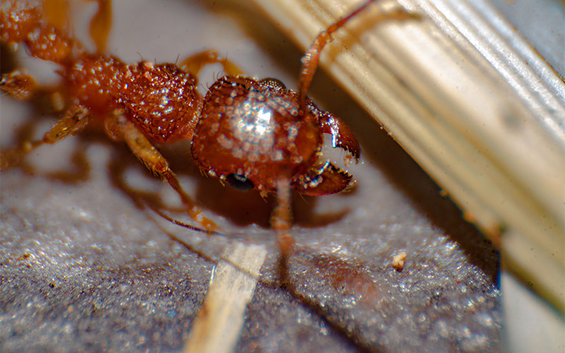 fire ants