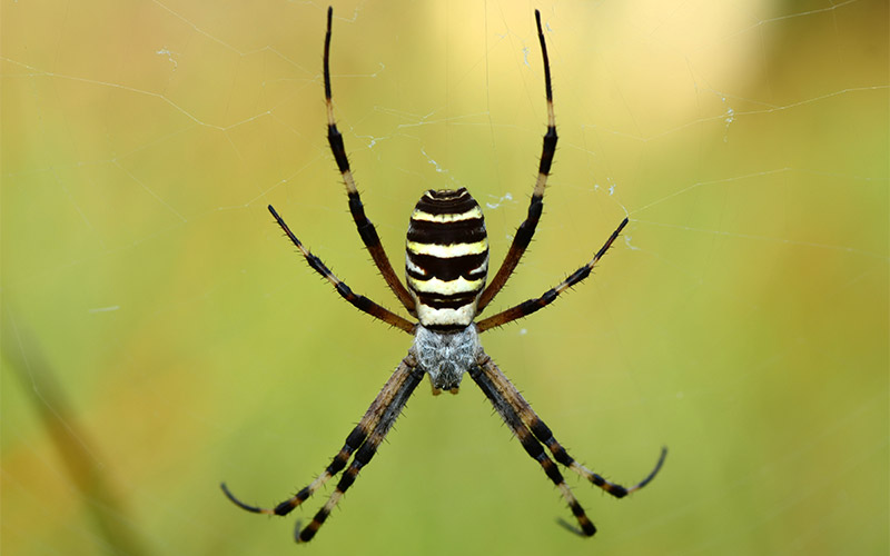 garden spider