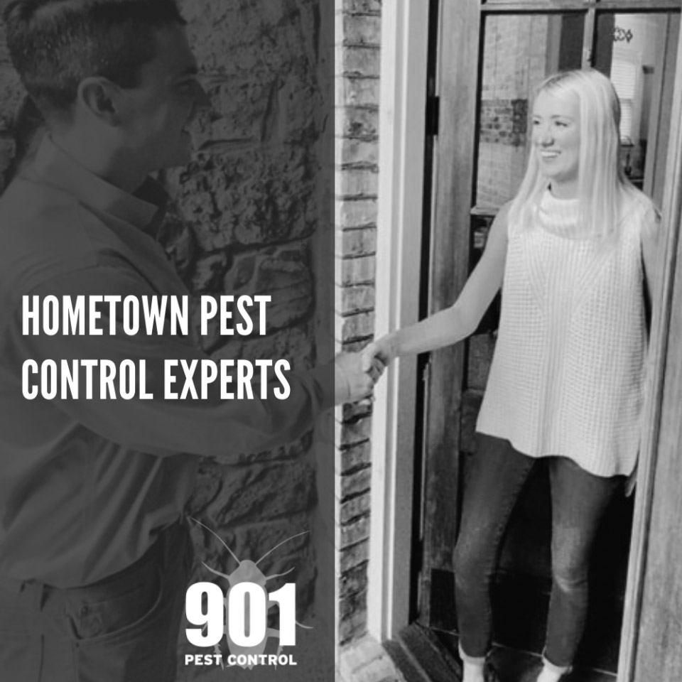 hometown pest control experts 901 pest control graphic