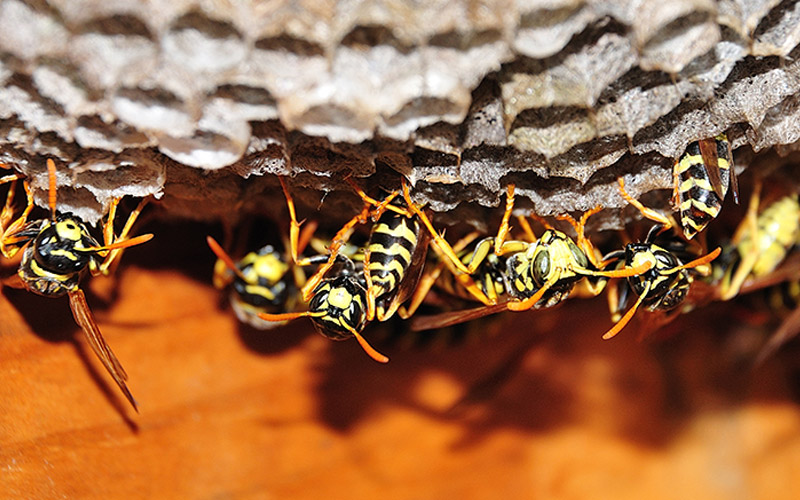 paper wasps