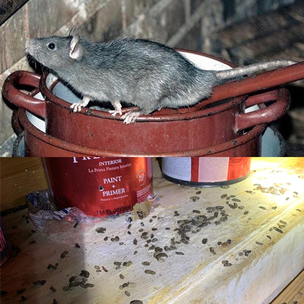 rat on pots and pans