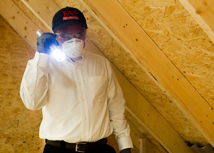 attic insulation