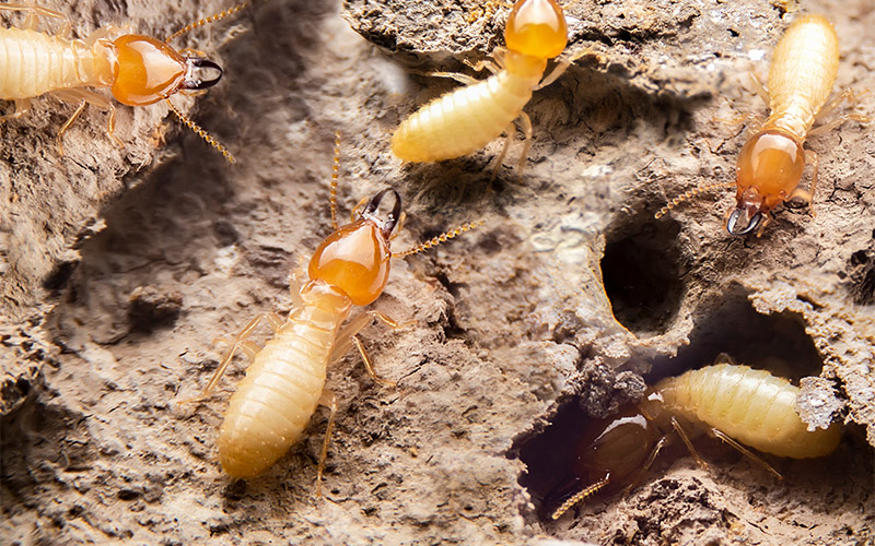 termites