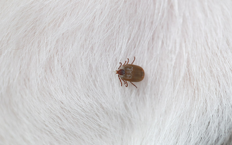 ticks