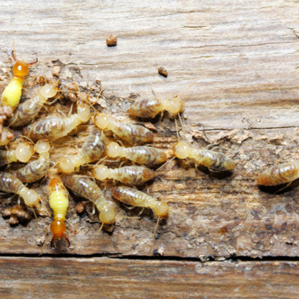 termites