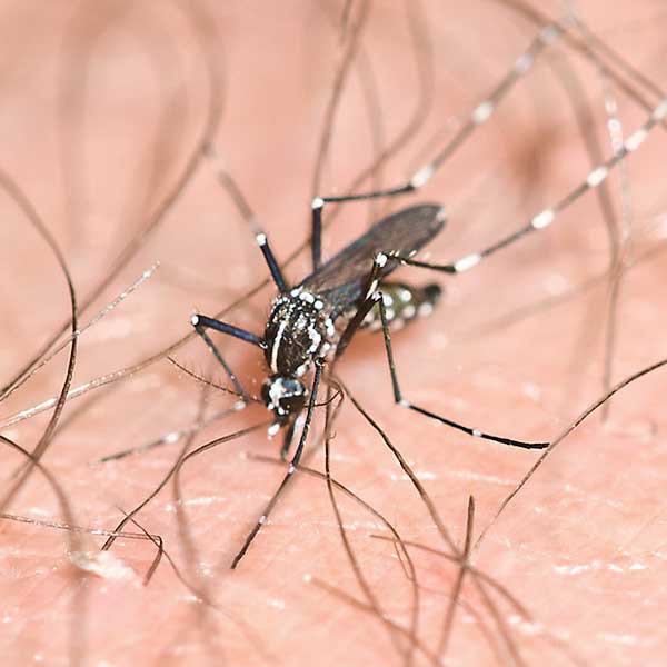 close up of mosquito on someones skin