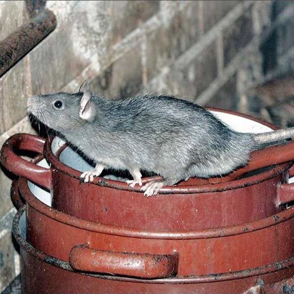 rat sitting on top of pans