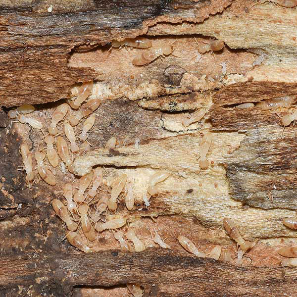 close up of termites on wood